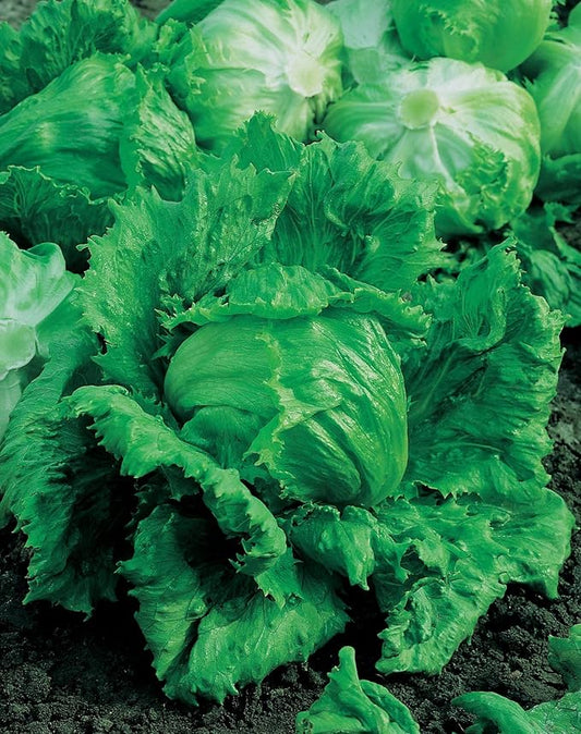 Mr Fothergill's LETTUCE Lakeland