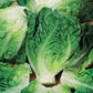 Mr Fothergill's Salad Seeds Lettuce Little Gem - 1,250 Seeds