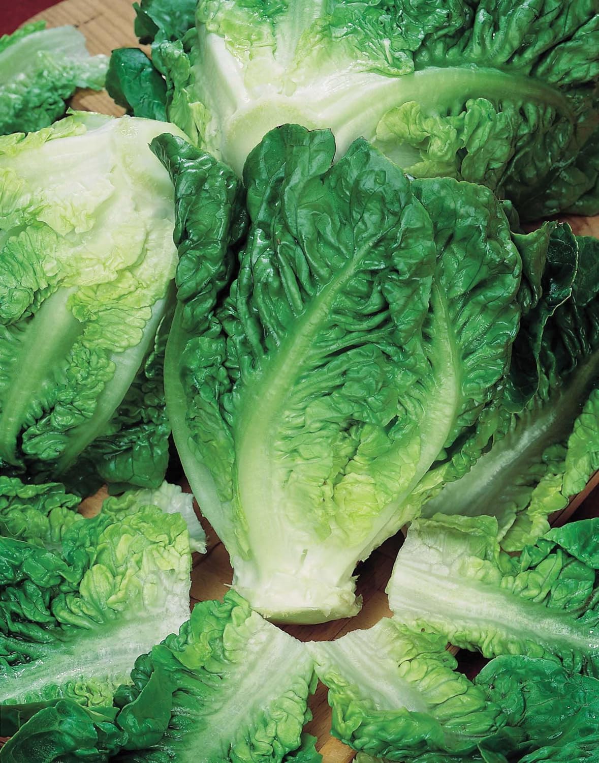 Mr Fothergill's Salad Seeds Lettuce Little Gem - 1,250 Seeds