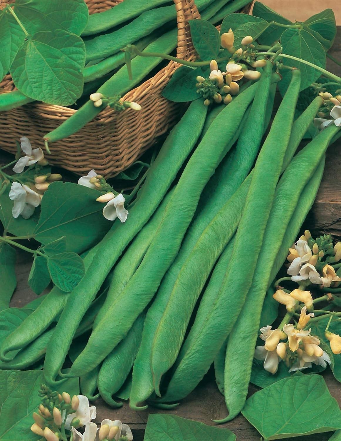 Mr Fothergill's RUNNER BEAN Mergoles