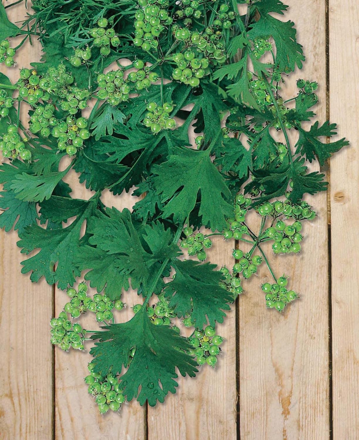Mr Fothergill's Herb Seeds Coriander For Seed - 150 Seeds