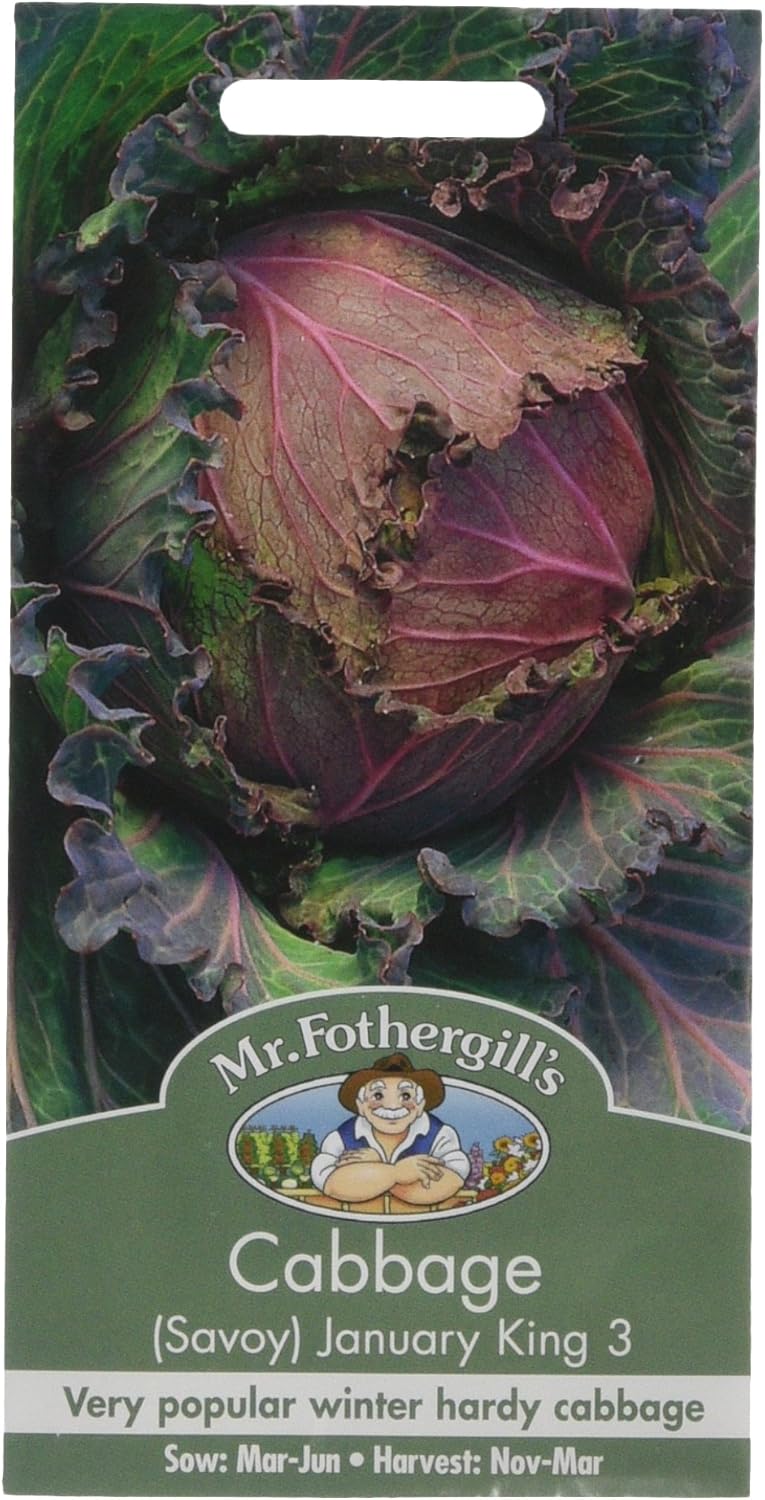 Mr Fothergill's CABBAGE Savoy January King 3