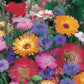 Mr Fothergill's Flower Seeds Mixed Annuals Quick & Easy - 200 Seeds