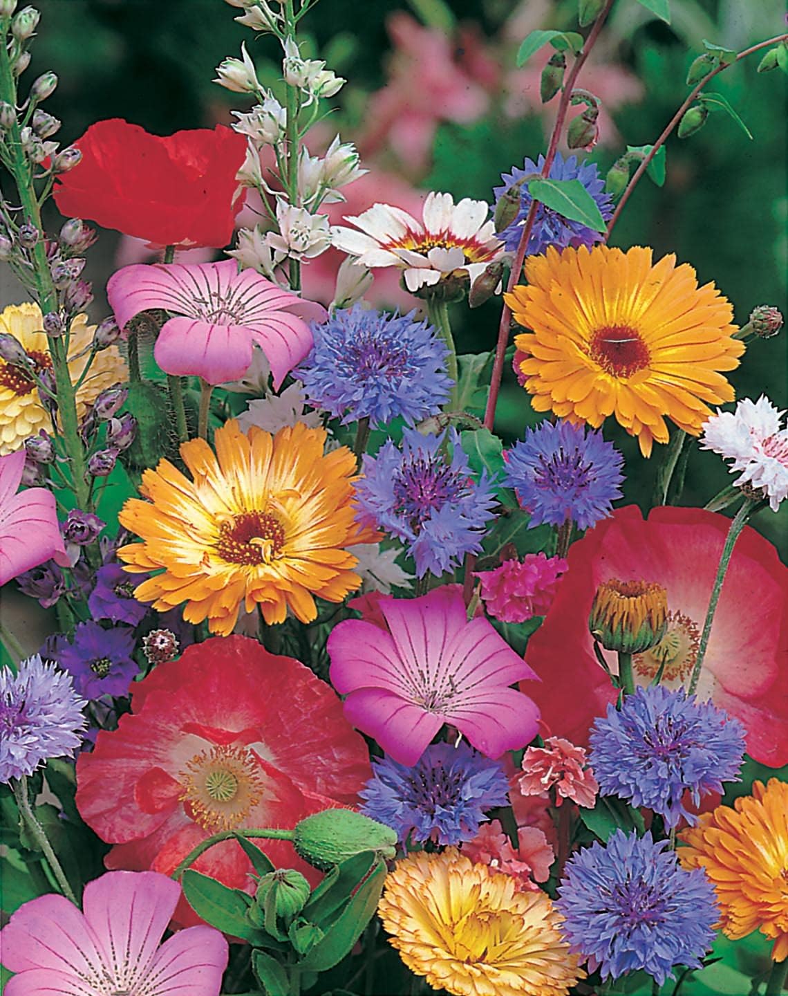 Mr Fothergill's Flower Seeds Mixed Annuals Quick & Easy - 200 Seeds