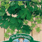 Mr Fothergill's Herb Seeds Coriander For Seed - 150 Seeds