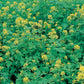 Mr Fothergill's Vegetable Seeds Green Manure Mustard White - 70g Covers 25sq.m