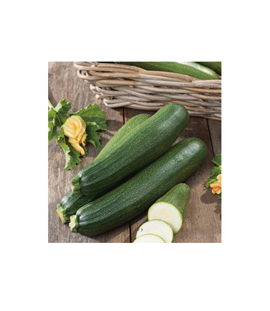 Mr Fothergill's COURGETTE Blackstar F1