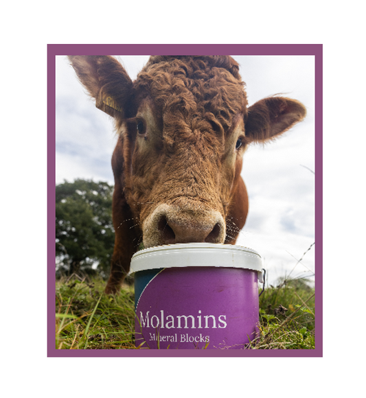 Dallas Keith MolaMin Mineral Block Cattle