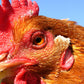 W F Duffields Poultry Growers / Finisher Pellets Plain 20kg