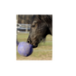 Horsemans Pride Jolly Ball (Red 10")