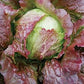 Mr Fothergill's Salad Seeds Lettuce Iceberg Red - 1000 Seeds