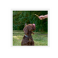 Bingham Farms Rawhide Munchy Sticks - Natural (100 x 12cm)