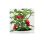 Mr Fothergill's Pepper (Hot) Hot Hot