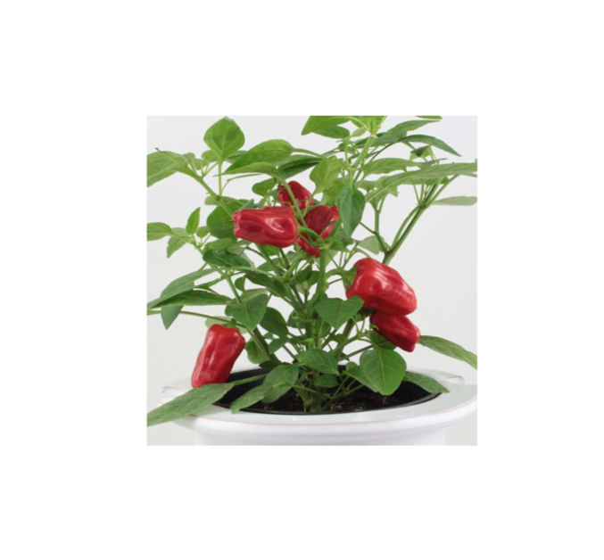 Mr Fothergill's Pepper (Hot) Hot Hot