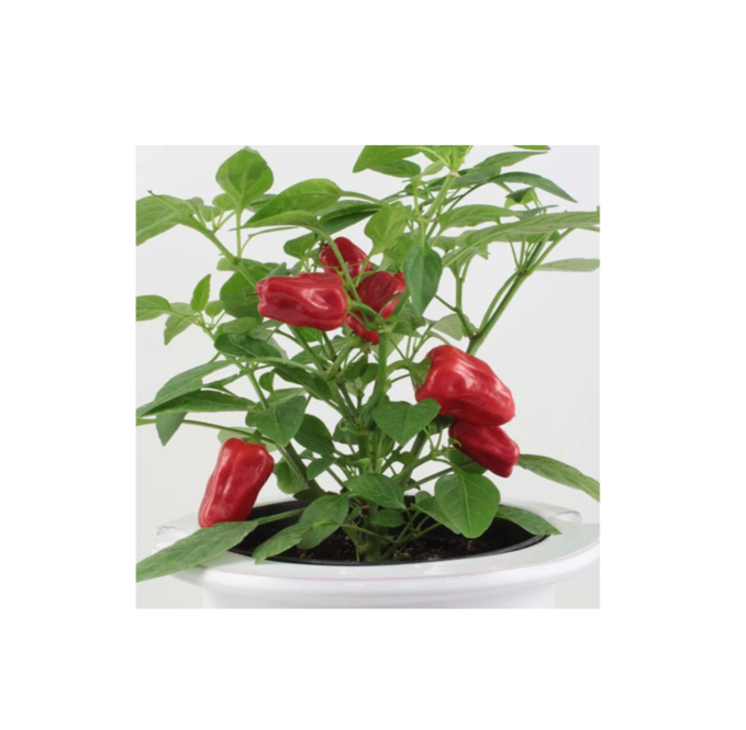 Mr Fothergill's Tomato Cherry Blast F1