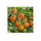 Mr Fothergill's Tomato Orangeto F1