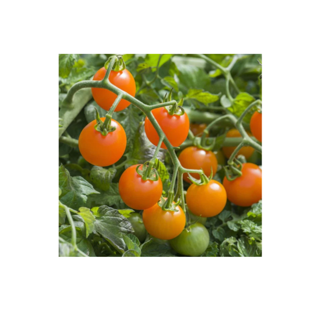 Mr Fothergill's Tomato Orangeto F1