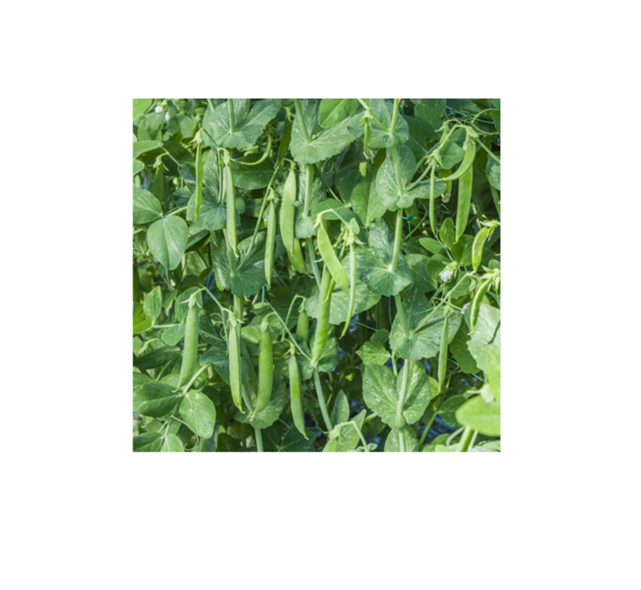 Mr Fothergill's Pea Kudo