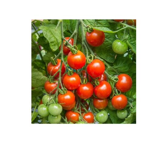 Mr Fothergill's TOMATO Gardeners Delight