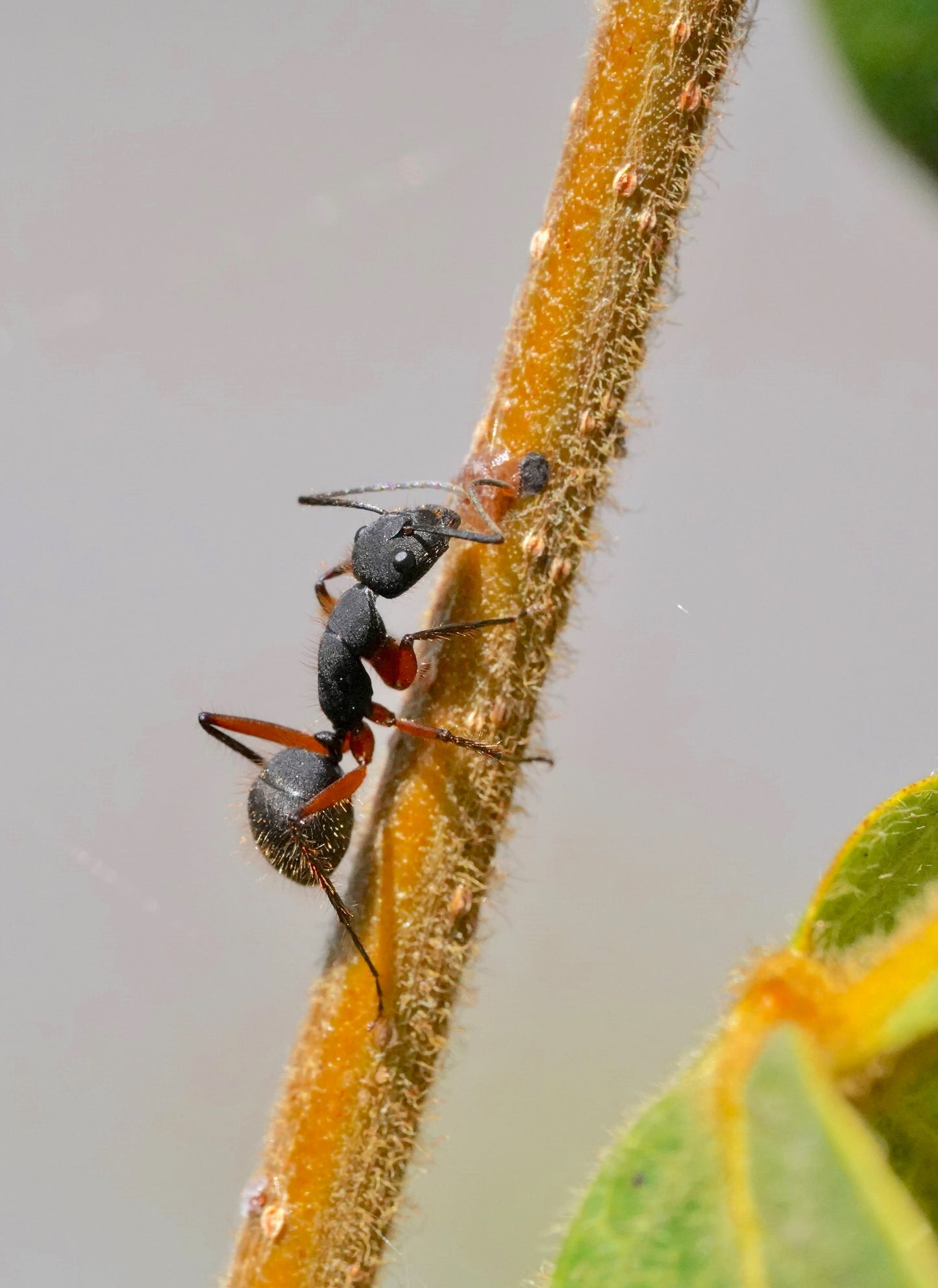 Doff Ant Killer 300g+ 33% FOC(400g)