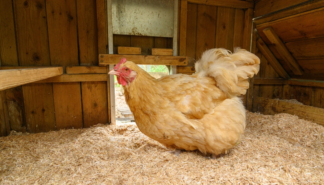 Sundown Egg-E-Bed Poultry Bedding 19Kg