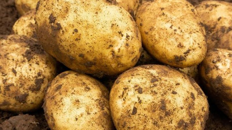 Seed Potato Main Crop - Maris Piper