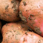 Seed Potato Main Crop - Desiree