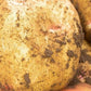 Seed Potato Main Crop - Cara