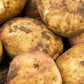 Seed Potato Main Crop - Cara