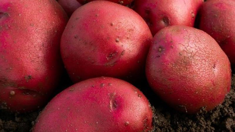 Seed Potato First Early - Red Duke Of York