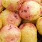 Seed Potato Main Crop - King Edward