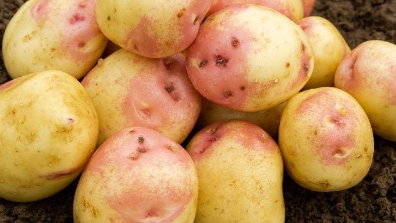 Seed Potato Main Crop - King Edward