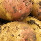 Seed Potato Main Crop - King Edward