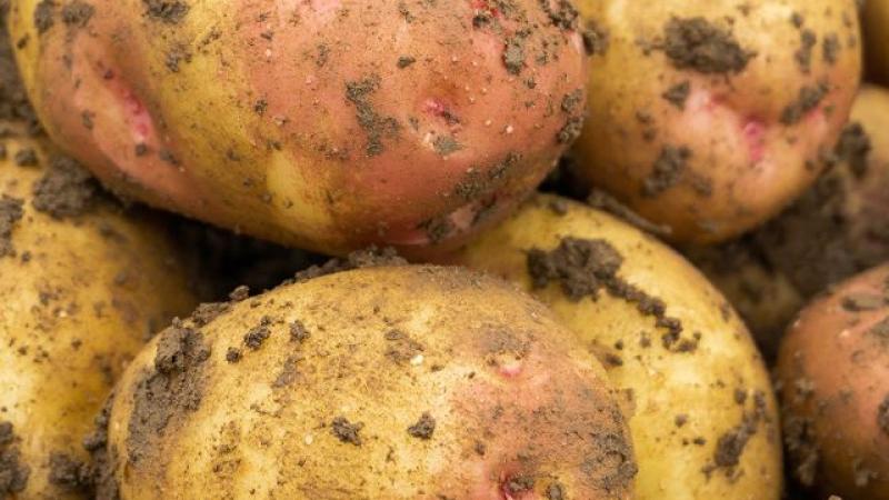 Seed Potato Main Crop - King Edward