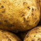 Seed Potato Main Crop - Maris Piper