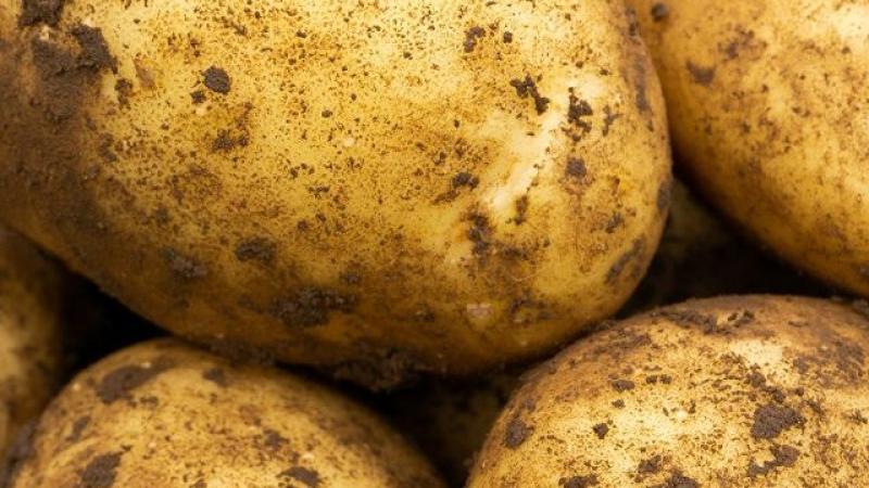 Seed Potato Main Crop - Maris Piper