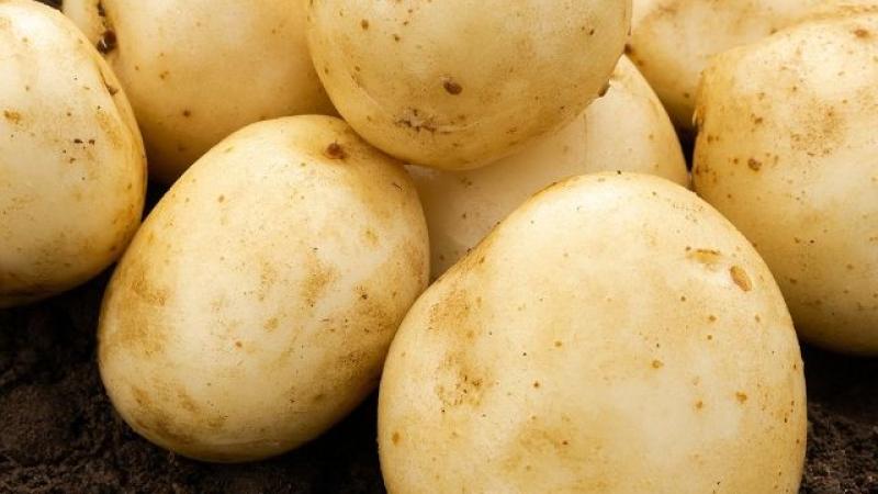 Seed Potato First Early - Pentland Javelin