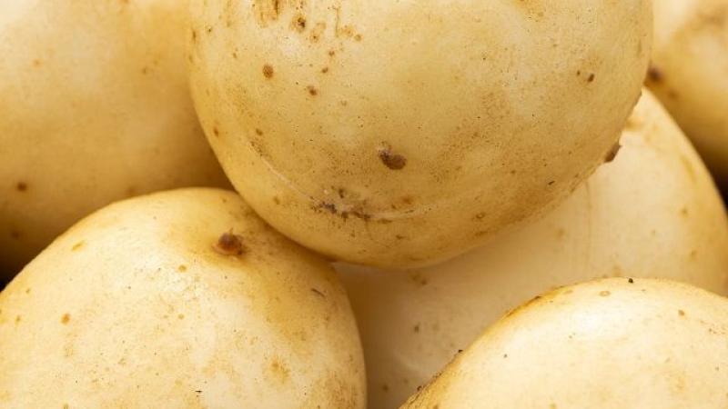 Seed Potato First Early - Pentland Javelin