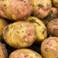 Seed Potato Main Crop - King Edward