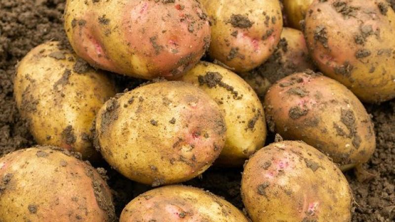 Seed Potato Main Crop - King Edward