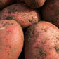 Seed Potato First Early - Red Duke Of York