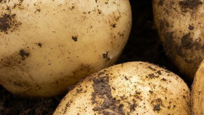 Seed Potato First Early - Pentland Javelin