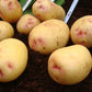 Seed Potato Second Early - Albert Bartlett Osprey Special Variety