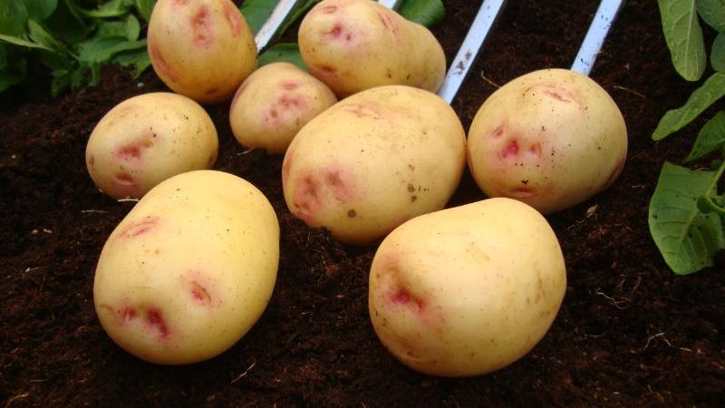 Seed Potato Second Early - Albert Bartlett Osprey Special Variety