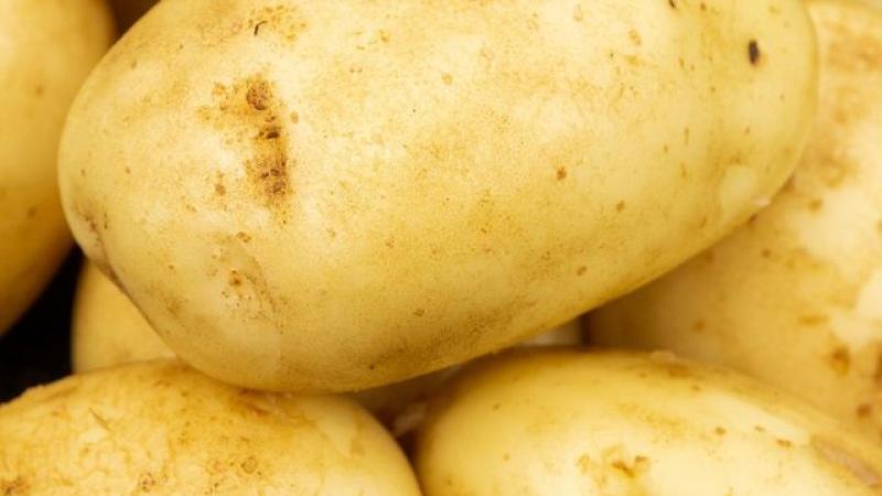 Seed Potato Main Crop - Maris Piper