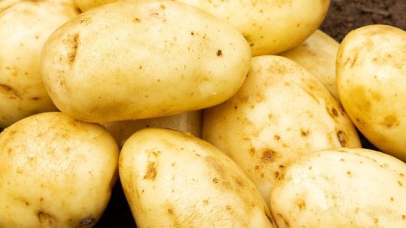 Seed Potato Main Crop - Maris Piper