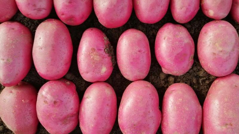 Seed Potato Main Crop - Caledonian Rose