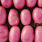 Seed Potato Main Crop - Caledonian Rose