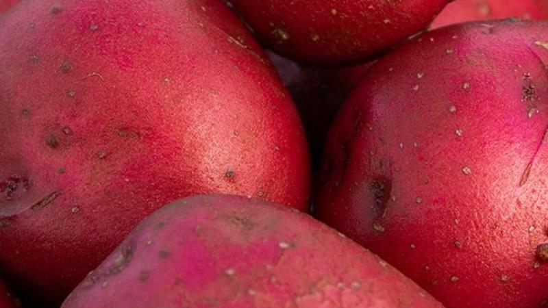 Seed Potato First Early - Red Duke Of York