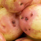 Seed Potato Main Crop - King Edward